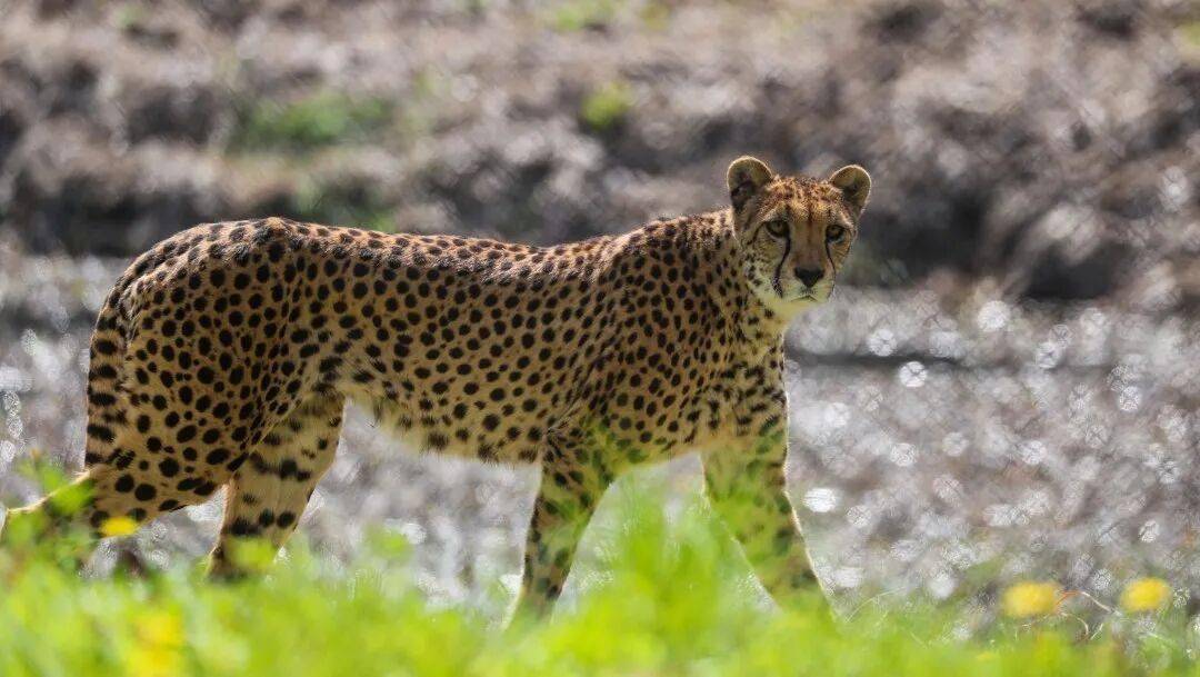黄金秋日，解锁猛兽“名场面”！