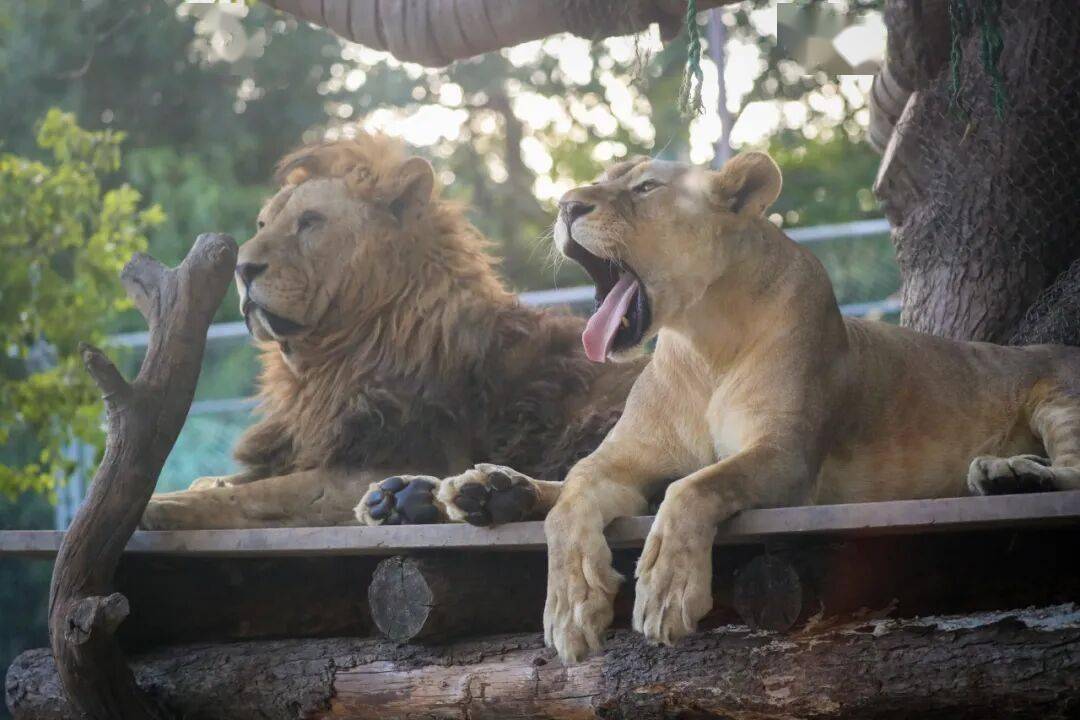 黄金秋日，解锁猛兽“名场面”！