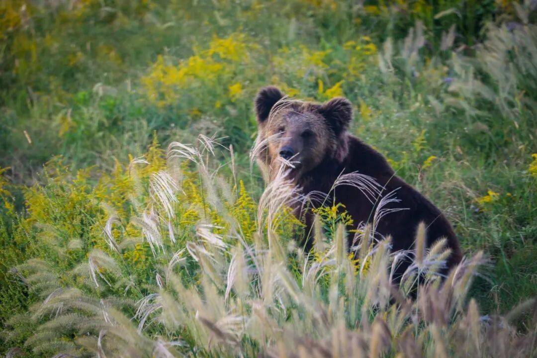 黄金秋日，解锁猛兽“名场面”！